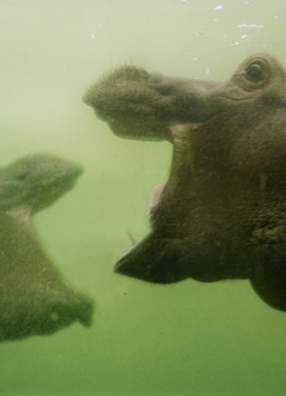 Sawako Yoshioka &ldquo;FLYING HIPPO&rdquo;