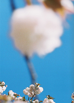 Kanako Shokuda &ldquo;Tiny Tendernes&rdquo;