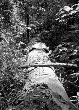 Robert Zhao Renhui&ldquo;Watching A Tree Disappear&rdquo;