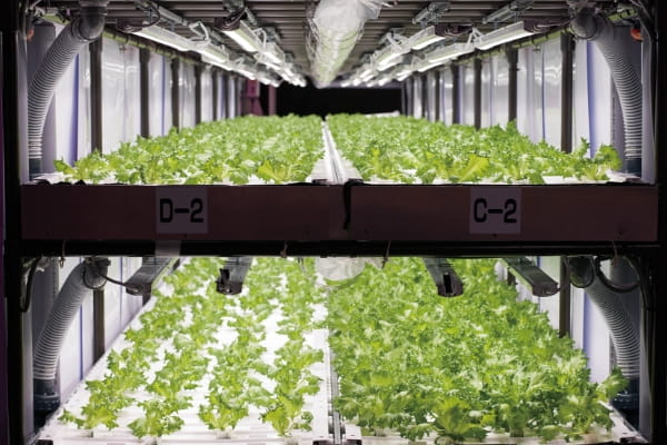 Frilly lettuce under cultivation