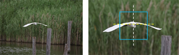 This is an image illustrating AF functionality in bird photography and sports photography.