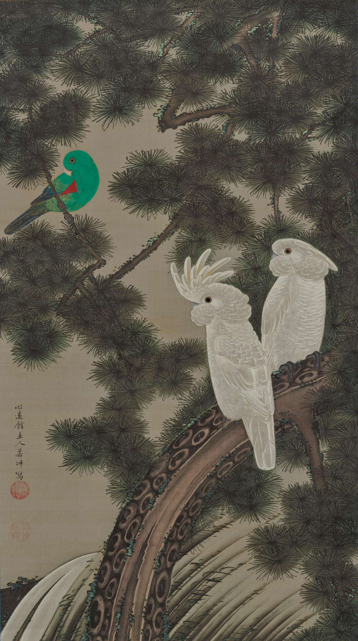 Cockatoos in an old pine