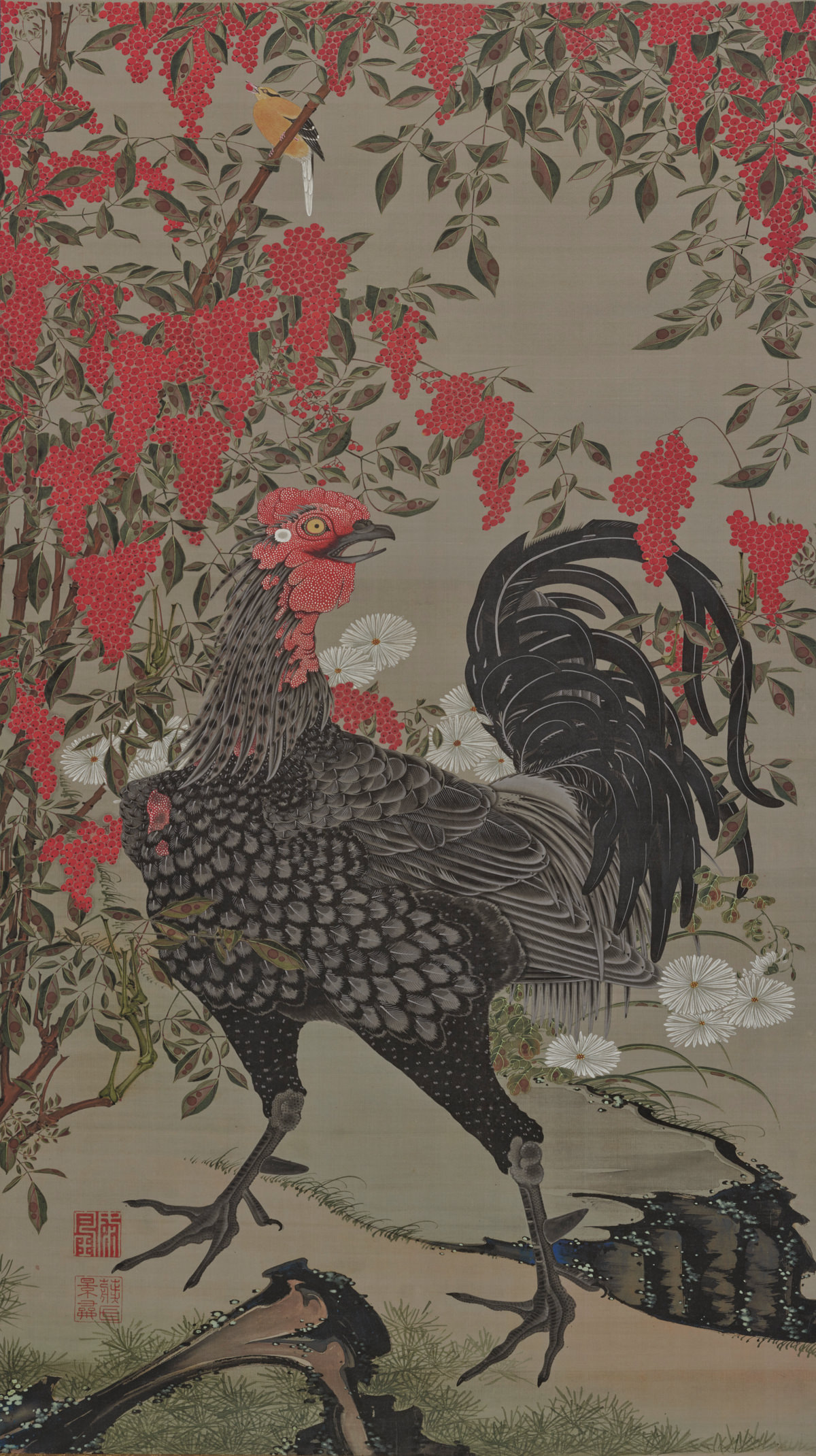 Black rooster and nandin