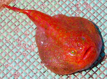 深海生物ってどんな色？